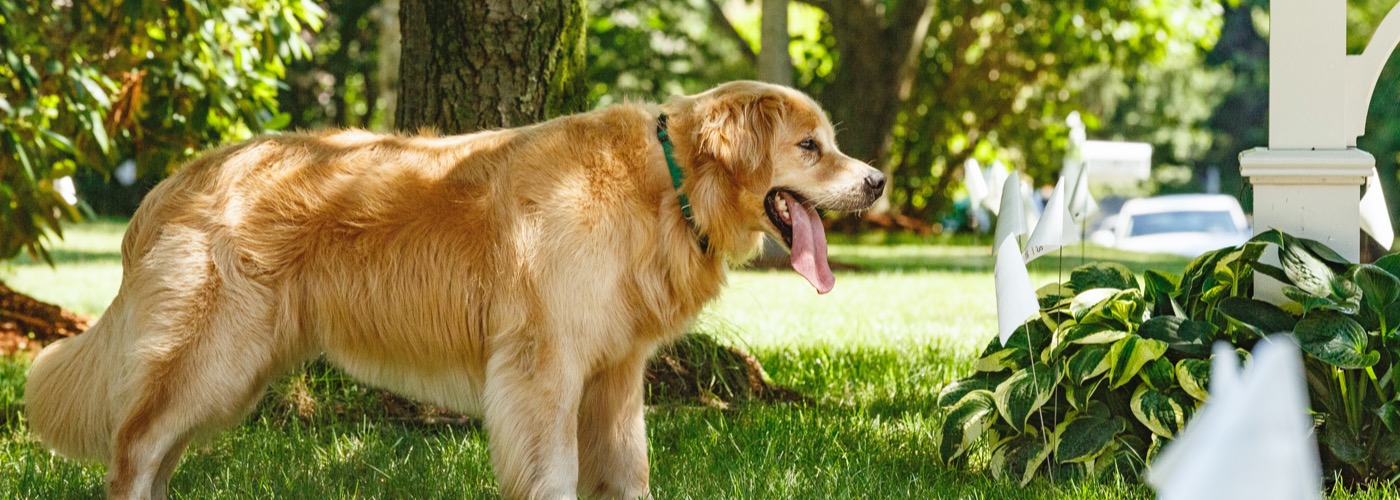 Ottawa DogWatch, Kemptville, Ontario | Outdoor Hidden Dog Fences Slider Image