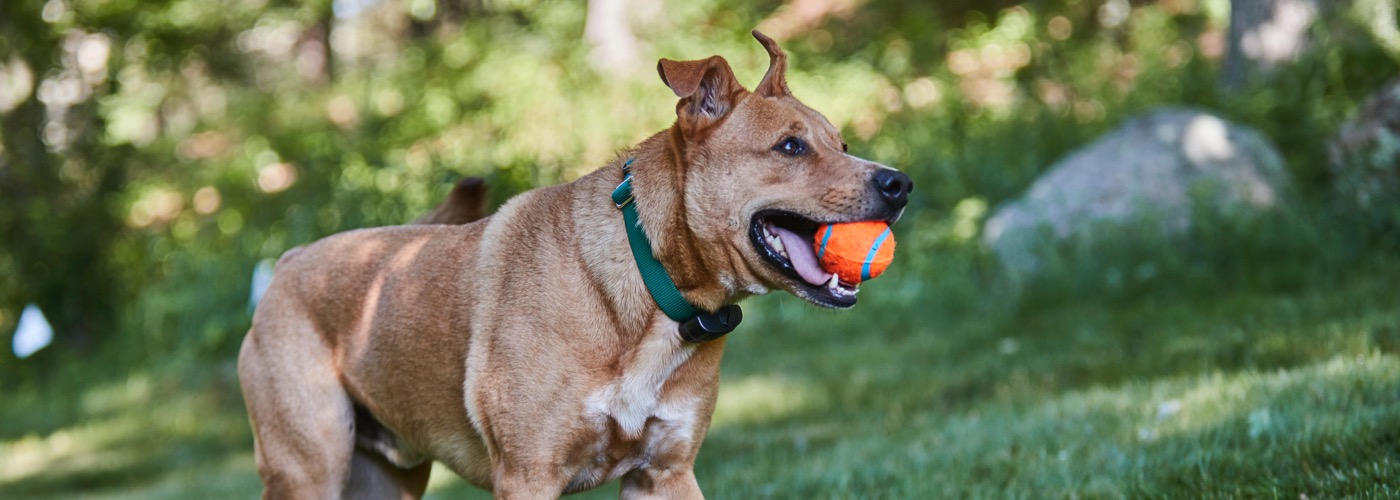 Ottawa DogWatch, Kemptville, Ontario | ProFenceX Slider Image